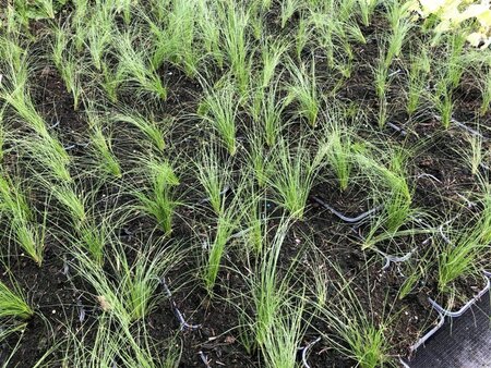 Stipa tenuissima 'Ponytails' geen maat specificatie 0,55L/P9cm - afbeelding 6