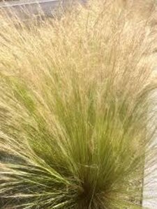 Stipa tenuissima 'Ponytails' geen maat specificatie 0,55L/P9cm - afbeelding 2