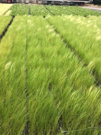 Stipa tenuissima 'Ponytails' geen maat specificatie 0,55L/P9cm - afbeelding 3