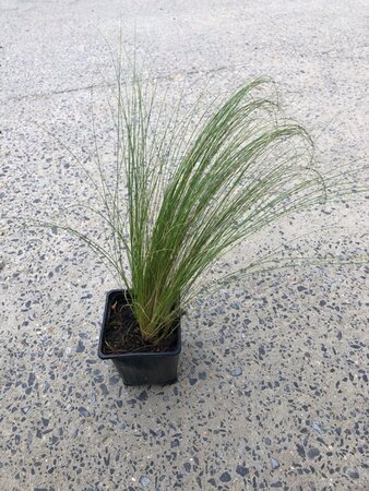 Stipa tenuissima 'Ponytails' geen maat specificatie 0,55L/P9cm - afbeelding 5