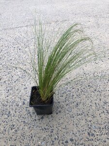 Stipa tenuissima 'Ponytails' geen maat specificatie 0,55L/P9cm - afbeelding 5