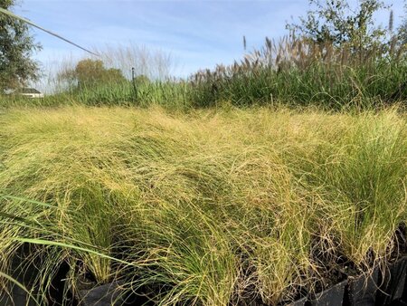 Stipa tenuissima 'Ponytails' geen maat specificatie 0,55L/P9cm - image 1