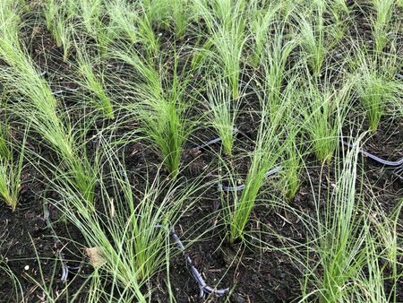 Stipa tenuissima 'Ponytails' geen maat specificatie 0,55L/P9cm - image 11