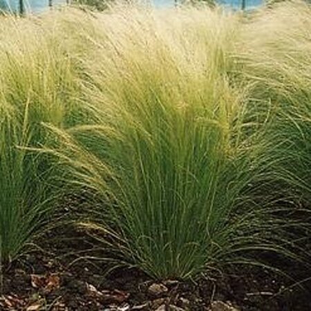 Stipa tenuissima 'Ponytails' geen maat specificatie 0,55L/P9cm - image 4
