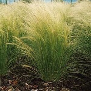 Stipa tenuissima 'Ponytails' geen maat specificatie 0,55L/P9cm - image 4