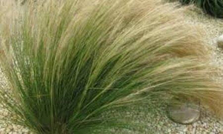 Stipa tenuissima 'Ponytails' geen maat specificatie 0,55L/P9cm - image 3