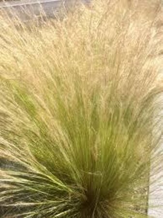 Stipa tenuissima 'Ponytails' geen maat specificatie 0,55L/P9cm - image 2