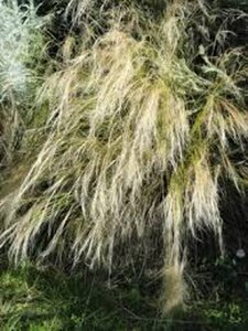 Stipa tenuissima 'Ponytails' geen maat specificatie 0,55L/P9cm - image 12