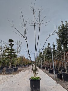 Styphnolobium japonicum = Sophora japonica 250-300 cm container meerstammig - afbeelding 1