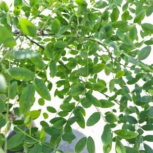 Styphnolobium japonicum = Sophora japonica 250-300 cm container meerstammig - afbeelding 6