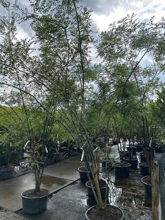 Styphnolobium japonicum = Sophora japonica 250-300 cm container meerstammig - afbeelding 3