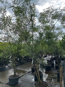 Styphnolobium japonicum = Sophora japonica 250-300 cm container meerstammig - afbeelding 3