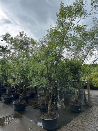Styphnolobium japonicum = Sophora japonica 250-300 cm container meerstammig - afbeelding 4