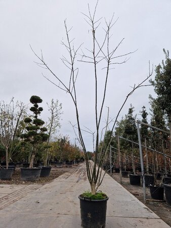 Styphnolobium japonicum = Sophora japonica 250-300 cm container meerstammig - afbeelding 1