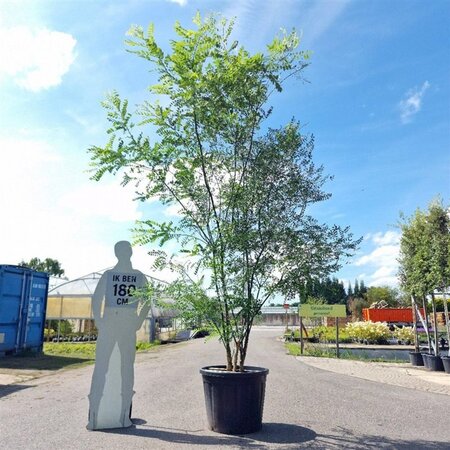 Styphnolobium japonicum = Sophora japonica 250-300 cm container multi-stem - image 6