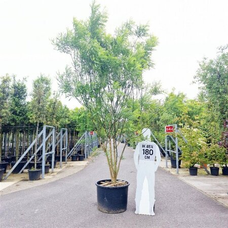 Styphnolobium japonicum = Sophora japonica 300-350 cm container meerstammig - afbeelding 7