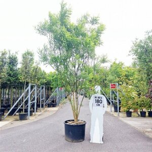 Styphnolobium japonicum = Sophora japonica 300-350 cm container meerstammig - afbeelding 7