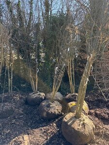 Styphnolobium japonicum = Sophora japonica 300-350 cm container multi-stem - image 3