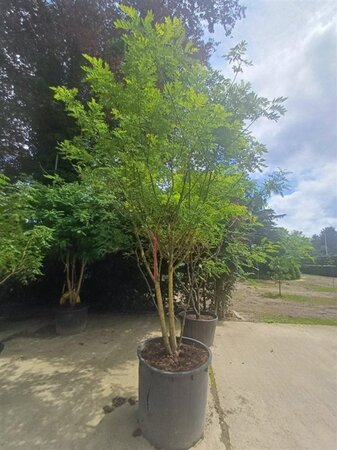 Styphnolobium japonicum = Sophora japonica 300-350 cm container multi-stem - image 4