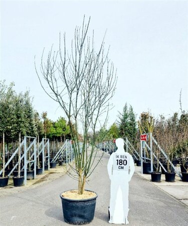 Styphnolobium japonicum = Sophora japonica 300-350 cm container multi-stem - image 6
