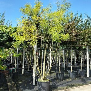 Styphnolobium japonicum = Sophora japonica 300-350 cm container multi-stem - image 2