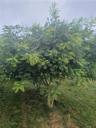 Styphnolobium japonicum = Sophora japonica 300-350 cm container multi-stem - image 5