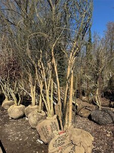 Styphnolobium japonicum = Sophora japonica 400-450 cm container meerstammig - afbeelding 1
