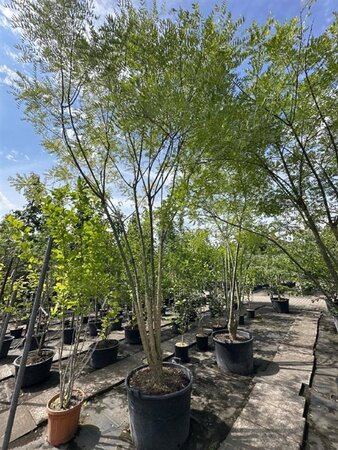 Styphnolobium japonicum = Sophora japonica 400-450 cm container meerstammig - afbeelding 2