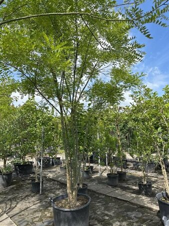 Styphnolobium japonicum = Sophora japonica 400-450 cm container meerstammig - afbeelding 3