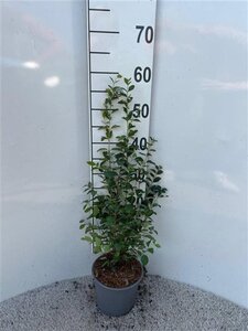 Symphoricarpos albus 40-60 cm cont. 2,0L - afbeelding 2