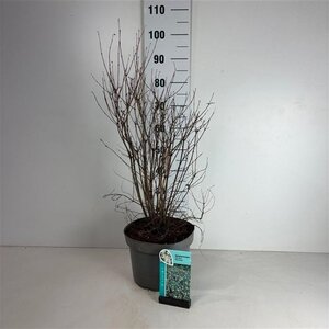 Symphoricarpos d. 'White Hedge' 50-60 cm cont. 10L