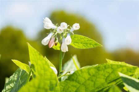 Symphytum grand. 'Hidcote Blue' geen maat specificatie 0,55L/P9cm - afbeelding 2