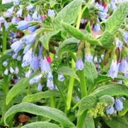 Symphytum grand. 'Hidcote Blue' geen maat specificatie 0,55L/P9cm - afbeelding 5