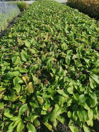 Symphytum grandiflorum geen maat specificatie 0,55L/P9cm - afbeelding 2