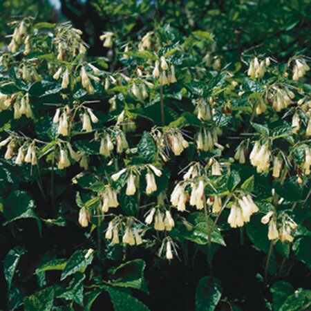 Symphytum grandiflorum geen maat specificatie 0,55L/P9cm - afbeelding 4