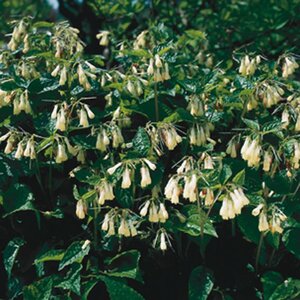 Symphytum grandiflorum geen maat specificatie 0,55L/P9cm - afbeelding 4