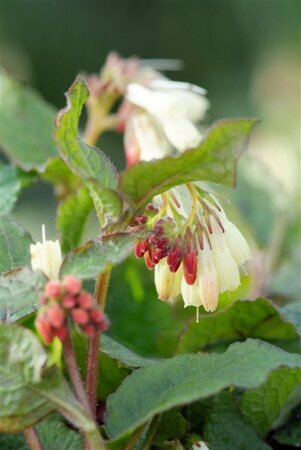 Symphytum grandiflorum geen maat specificatie 0,55L/P9cm - afbeelding 7
