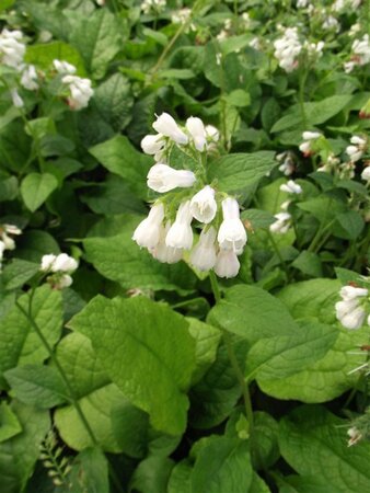 Symphytum grandiflorum geen maat specificatie 0,55L/P9cm - afbeelding 3