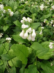 Symphytum grandiflorum geen maat specificatie 0,55L/P9cm - afbeelding 3