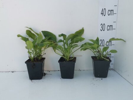 Symphytum grandiflorum geen maat specificatie 0,55L/P9cm - afbeelding 12