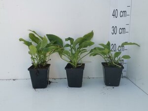 Symphytum grandiflorum geen maat specificatie 0,55L/P9cm - afbeelding 12