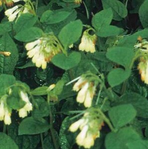 Symphytum grandiflorum geen maat specificatie 0,55L/P9cm - afbeelding 2
