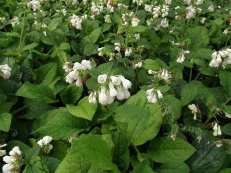 Symphytum grandiflorum geen maat specificatie 0,55L/P9cm - afbeelding 11