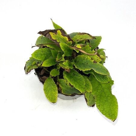 Symphytum grand. 'Wisley Blue' geen maat specificatie cont. 2,0L