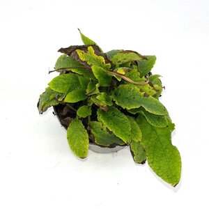Symphytum grand. 'Wisley Blue' geen maat specificatie cont. 2,0L