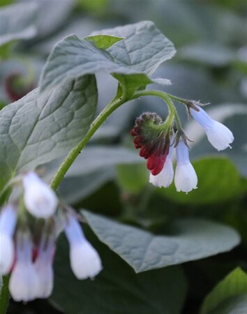 Symphytum grand. 'Wisley Blue' geen maat specificatie 0,55L/P9cm - afbeelding 2