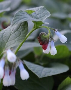 Symphytum grand. 'Wisley Blue' geen maat specificatie 0,55L/P9cm - afbeelding 2