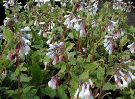 Symphytum grand. 'Wisley Blue' geen maat specificatie 0,55L/P9cm - afbeelding 3