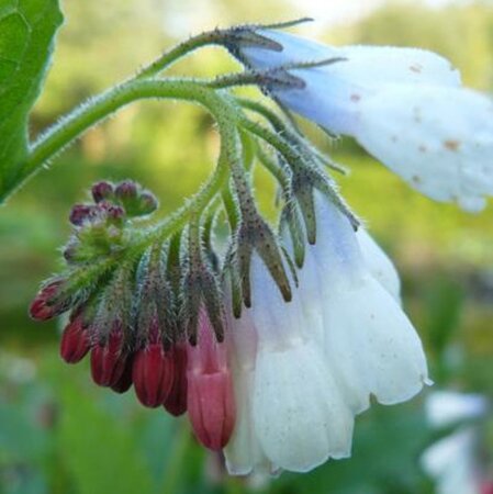 Symphytum grand. 'Wisley Blue' geen maat specificatie 0,55L/P9cm - afbeelding 2