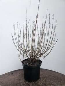 Syringa meyeri 'Palibin' 60-80 cm cont. 10L - afbeelding 3